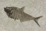 Framed Fossil Fish (Diplomystus) - Wyoming #149762-1